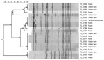 Thumbnail of Dendrogram generated by FPQuest software showing the pattern of SfiI bands for isolates of Legionella pneumophila from 2 street cleaning trucks, Barcelona, Spain, 2015. Strains are identified with code of truck of origin (T1, T2) and an internal number. Scale bar represents Dice similarity coefficient percentage.