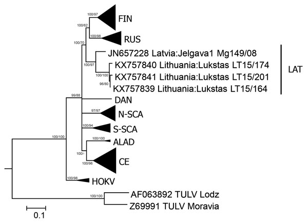 Phylogenetic tree based on complete nucleocapsid gene sequences of Puumala virus (PUUV) strains from Lithuania (LT), Latvia (Jelgava1), and other PUUV clades. Tula virus (TULV) was used as the outgroup. The tree was generated by Bayesian and maximum-likelihood analysis using MrBayes 3.2.6 (http://mrbayes.sourceforge.net/download.php) and MEGA6 software (http://www.megasoftware.net/). The optimal substitution model was calculated by using jModelTest 2.1.4 (https://code.google.com/p/jmodeltest2). 