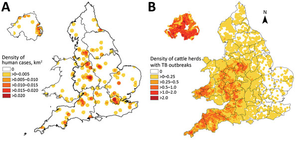 Cases of Mycobacterium bovis disease in England, Wales, and Northern Ireland, 2002–2014. A) Density of human cases. B) Density of cattle herds with TB outbreaks. This material is based on Crown Copyright and is reproduced with the permission of Land &amp; Property Services under delegated authority from the Controller of Her Majesty’s Stationery Office.