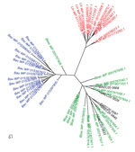 Thumbnail of Virulence-modulating (VM) proteins in Leptospira and Bartonella species. Unrooted phylogenetic tree of VM proteins from Leptospira interrogans (Lin, red), B. australis (Bau, blue), B. bacilliformis (Bbac, green), and B. ancashensis (BAE, black). VM proteins from L. interrogans, B. bacilliformis, and B. australis, cluster by species; the 5 VM proteins encoded by B. ancashensis group with their B. bacilliformis homologs. Scale bar indicates amino acid substitutions per site.