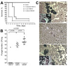 Thumbnail of Differing virulence of Candida auris and C. haemulonii assessed in a mouse model of hematogenous disseminated candidiasis. Virulence was assessed in immunosuppressed BALB/c mice after intravenous injection of yeast cell suspension. A) Survival curves showing significantly shorter survival of mice infected with C. albicans than C. auris and no death among mice infected with C. haemulonii. B) Kidney fungal load (CFU per gram of tissue) shown to be significantly higher in mice infected