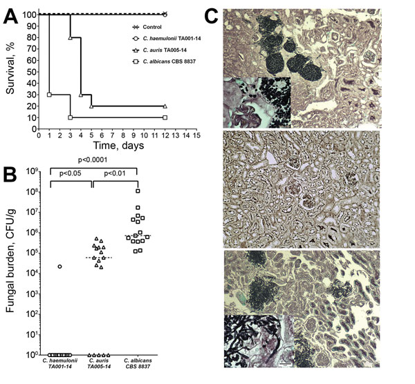 Differing virulence of Candida auris and C. haemulonii assessed in a mouse model of hematogenous disseminated candidiasis. Virulence was assessed in immunosuppressed BALB/c mice after intravenous injection of yeast cell suspension. A) Survival curves showing significantly shorter survival of mice infected with C. albicans than C. auris and no death among mice infected with C. haemulonii. B) Kidney fungal load (CFU per gram of tissue) shown to be significantly higher in mice infected with C. albi