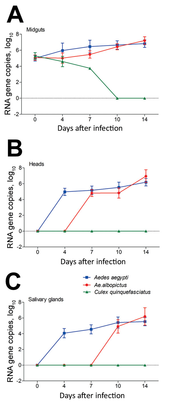 Zika virus RNA copies in infected midguts (A), heads (B), and salivary glands (C) of Aedes aegypti, Ae. albopictus, and Culex quinquefasciatus mosquitoes in China. Results are expressed as means ± SD. Dotted lines indicate the level below which minimum value could not fall. Error bars indicate SDs. 