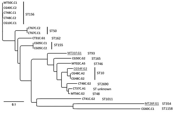 Phylogenetic analyses of mcr-1–positive Escherichia coli isolated from chickens and chicken farmers, Vietnam, 2012–2013. Maximum-likelihood tree of 22 mcr-1–carrying E. coli isolated from 15 chicken fecal samples and 3 human fecal swab samples (underlined), constructed by using CSI Phylogeny 1.4 (https://cge.cbs.dtu.dk//services/CSIPhylogeny/), shows a genome-wide single-nucleotide polymorphism (SNP) comparison. A total of 74,585 SNPs were concatenated for pairwise comparison (difference between