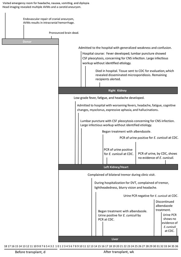 Timeline of events for transplant donor and 3 solid organ recipients with microsporidiosis (Encephalitozoon cuniculi). AVM, arteriovenous malformation; CDC, Centers for Disease Control and Prevention; CNS, central nervous system; CSF, cerebrospinal fluid; DVT, deep vein thrombosis.