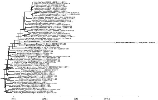 Maximum clade credibility phylogeny of concatenated complete genome sequences of avian influenza A(H5N2) virus clade 2.3.4.4 in wild birds, Alaska, USA, 2016. Horizontal bars indicate 95% Bayesian credible intervals for estimates of common ancestry. Bold indicates a genetic cluster that includes A/mallard/Alaska/AH00088535/2016/08/12(H5N2) virus and related viruses. Scale bar indicates years.