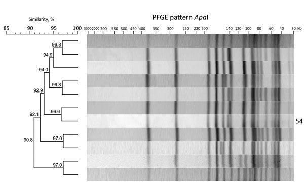 ApaI restriction enzyme analysis of Listeria monocytogenes outbreak strain and isolates with &gt;90% similarity to the outbreak strain, southern Germany, 2012–2016. We performed molecular subtyping in line with the PulseNet standardized PFGE protocol for L. monocytogenes (8) and the standard operating procedures of the European Union Reference Laboratory for L. monocytogenes (9) to ensure interlaboratory comparability of the results. We analyzed PFGE patterns using BioNumerics software version 7