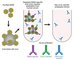 Thumbnail of Schematic of the method used for depletion of human serum with DENV antigen to distinguish Zika virus–specific from cross-reactive flavivirus antibodies. Serum was incubated with DENV-1 and DENV-2 coated on polystyrene beads, enabling removal of DENV-specific and cross-reactive antibodies. DENV, dengue virus.