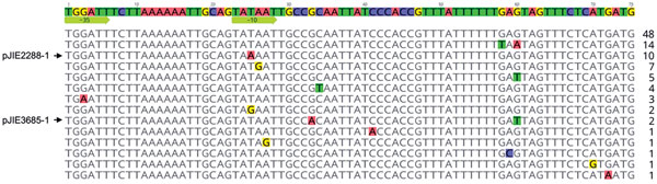 Differences in promoter and ribosome binding site regions of mcr-1 in plasmids from Escherichia coli in Australia (indicated by arrows) and in other sequences available from GenBank. The sequences end with the ATG start codon of mcr-1 and a second ATG codon that follows it. The −35 and −10 regions of the proposed promoter (11) are indicated by arrows. The numbers to the right indicate how many times each variant has been seen among available sequences.