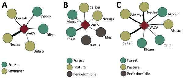 Interaction networks for vaccina virus among small mammals in Sabará (A), Serro (B), and Rio Pomba (C) in Minas Gerais state, Brazil. The square represents vaccinia virus. Circles represent small mammal species (labeled). The color in the circles represents the area where mammals were collected. The thickness of lines increases with the number of positive samples from a species. Acokur, Akodon cursor mouse; Akomys, Akodon cf; mystax; Calexp, Calomys expulsus; Calphi, Caluromys philander; Calten,