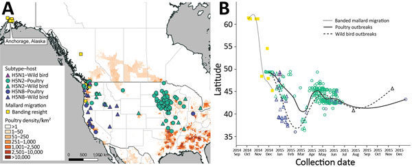 Spatial and temporal distribution of H5 clade 2.3.4.4 influenza A virus outbreaks among wild birds and poultry across North America. A) Spatial distribution of H5 clade 2.3.4.4 influenza A virus outbreaks in wild birds (triangles) and poultry (circles) across North America, color-coded by subtype, relative to poultry density. The location of mallards from Anchorage, Alaska, based on resighting of banded birds, is indicated. B) Temporal distribution of H5 clade 2.3.4.4 influenza A virus detection