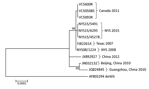 Phylogenetic tree of human adenoviruses constructed using 7 sequences obtained from college students with influenza-like illness, New York, 2014–2015, and reference sequences of isolates from China (GenBank accession nos. JX892927, JN032132, and JQ824845); an isolate from Texas, USA (accession no. FJ822614); and the prototype strain, de Wit, from the Netherlands (accession no. AY803294). The tree was created by using the maximum-likelihood method based on the Kimura 2-parameter model with 500 bo