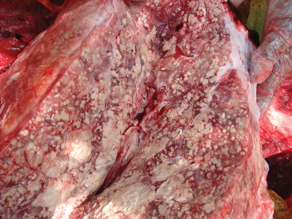 Lung from a bull elephant, estimated at 30 years of age, Kurichiyat Range, India, 2010. Note the multifocal to coalescing pale tan-to-white firm nodules (granulomas) effacing much of the lung parenchyma. Some areas of white chalky mineralization are also present.