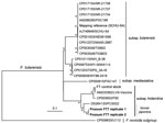 Thumbnail of Maximum-likelihood phylogeny of whole-genome single nucleotide polymorphisms of the FT7 Francisella tularensis isolate from a ringtail possum in Australia (boldface) with other Francisella species, including biovar japonica. The single nucleotide polymorphism analysis was performed by mapping reads against a reference genome sequence F. tularensis subsp. tularensis SCHU-S4 (GenBank accession no. NC_006570.2) in addition to 16 genomes of the F. tularensis complex obtained from GenBan