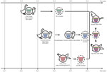 Thumbnail of Hypothetical evolutionary pathway of influenza (H5N8) viruses from Qinghai Lake, China. Gene segments are colored according to their origins. Dashed virions indicate unidentified viruses. HA, hemagglutinin; LPAI, low pathogenicity avian influenza; MP, matrix protein; NA, neuraminidase; NP, nucleoprotein; NS, nonstructural protein; PA, acidic polymerase; PB, polymerase basic.