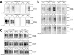 Thumbnail of Evaluation of the in vitro conversion of human prion protein (PrP) seeded with the misfolded, disease-associated prion protein form present in chronic wasting disease (CWD)–affected elk brain samples. Western blot analysis for PrP with odd and even number lanes showing reaction mixtures before and after protein misfolding cyclic amplification. A) We incubated 5 elk CWD specimens (elk 0–4) homozygous for Prnp codon 132 methionine (MM) in Tg-HuMM brain substrate (diluted 1:3) and subj