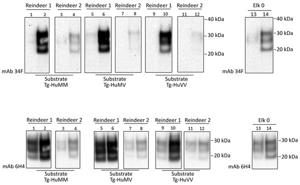 Evaluation of the in vitro conversion of human prion protein (PrP) seeded with the misfolded, disease-associated prion protein form present in chronic wasting disease (CWD)–affected reindeer brain samples. We incubated 2 reindeer CWD specimens (reindeer 1 and 2) in a panel of 3 humanized transgenic substrates (Tg-HuMM, Tg-HuMV, and Tg-HuVV) and subjected them to a single round of protein misfolding cyclic amplification (PMCA). We diluted PMCA seeds 3 times in fresh PMCA substrate (dilution facto