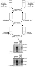 Thumbnail of Schematic representation of the partial purification of misfolded, disease-associated prion protein from chronic wasting disease (CWD)–affected deer brain specimens and its continued ability to seed the conversion of human prion protein (PrP) during protein misfolding cyclic amplification (PMCA) reactions. We normalized PrP, partially purified by detergent insolubility from reindeer and white-tailed deer CWD specimens, by using protease-resistant prion protein (PrPres) and subjected