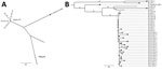 Thumbnail of Maximum parsimony phylogenies showing the relationship between Mycobacterium chimaera isolates found in patients (circles) and heater–cooler units (HCUs; diamonds) in Denmark. M. chimaera strain FI-0169 (accession no. PRJNA356276) was included for reference. A) Tree showing isolates from Sorin 3T (Sorin Group, Arvada, CO, USA) and Maquet (Maquet, Wayne, NJ, USA) HCUs and a non–HCU-associated isolate from a patient (PAT) in Denmark (DK). B) Phylogenetic tree comparing isolates from D