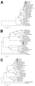 Thumbnail of Neighbor-joining phylogenetic trees based on protein-coding sequences of A) small, B) medium, and C) large partial RNA segments for Simbu serogroup viruses, southern Japan, 2015–2016. Black circles indicate Shamonda viruses isolated in this study. Values along branches are percentages (≥50%) of bootstrap support of 1,000 pseudoreplicates. The 3 segmented RNAs of Bunyamwera virus were used as outgroups to root the trees. Scale bars indicate nucleotide substitutions per site.  NA, det