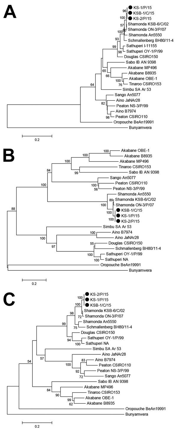 Neighbor-joining phylogenetic trees based on protein-coding sequences of A) small, B) medium, and C) large partial RNA segments for Simbu serogroup viruses, southern Japan, 2015–2016. Black circles indicate Shamonda viruses isolated in this study. Values along branches are percentages (≥50%) of bootstrap support of 1,000 pseudoreplicates. The 3 segmented RNAs of Bunyamwera virus were used as outgroups to root the trees. Scale bars indicate nucleotide substitutions per site.  NA, details not avai