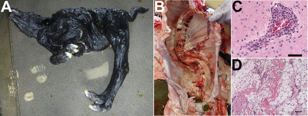 Characteristic observations in Shamonda virus–positive malformed calves, southern Japan, 2015–2016. A) Torticollis and arthrogryposis in calf 3. B) Spinal curvature (scoliosis) in calf 7. C) Perivascular infiltration in the midbrain of calf 7. D) Fatty replacement and atrophy in skeletal muscle of calf 3. For histopathologic analysis, thin sections prepared from paraffin-embedded tissues were stained with hematoxylin and eosin. Scale bars indicate 50 μm.