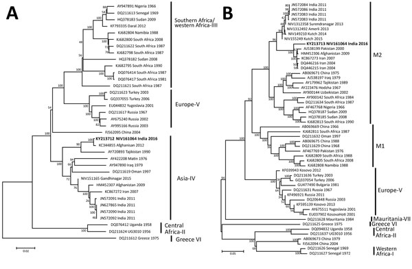 Phylogenetic trees comparing the large (A) and medium (B) gene segments of Crimean-Congo hemorrhagic fever virus (CCHFV) strain isolated in India (bold) with reference CCHFV strains obtained from GenBank. The strain from India, NIV161064, was isolated in 2016 from the serum of a patient who had returned home to India after becoming ill in Oman. Representative reference strains were inferred by the neighbor-joining algorithm in MEGA6 (http://www.megasoftware.net/). Strains are identified by GenBa