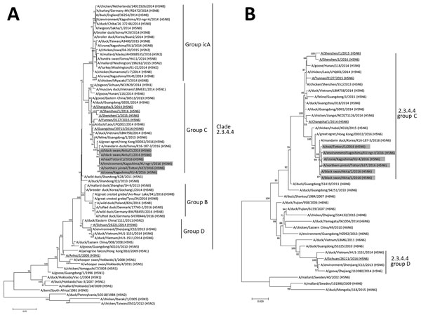 Phylogenetic trees of the HA and NA gene segments of highly pathogenic avian influenza virus A(H5N6) isolated in Japan. The nucleotide sequences of the H5 HA (A) and N6 NA (B) genes were analyzed by the maximum-likelihood method along with the corresponding genes of reference strains using MEGA 7.0 software (http://www.megasoftware.net/). Horizontal distances are proportional to the minimum number of nucleotide differences required to join nodes and sequences. Numbers at the nodes indicate the p