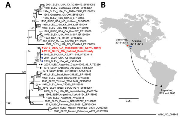Phylogeny and spread of St. Louis encephalitis virus. A) Multiple sequence alignment of 32 complete SLEV genomes from GenBank and the 2 SLEV genomes corresponding to the case-patient’s strain and a strain from a mosquito collected in June 2016 from Kern County, California (red circles and text). Alignment was performed using MAFFT (10), followed by tree generation using a neighbor-joining algorithm using Geneious (11). The cluster containing the 2014–2016 California and Arizona SLEV genome, incl