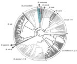 Thumbnail of Dendrogram based on multiple locus variable number of tandem repeats–16-loci panel analysis of Brucella spp. (http://mlva.u-psud.fr/brucella/) and clinical isolates from human cerebrospinal fluid samples from 2 patients with brucellosis. The isolates bneohCR1 and bneohCR2 (red branches) showed a pattern consistent with previously reported profiles for Brucella neotomae (blue shading). Black, gray, and tic marks are used to differentiate between adjacent species. Arrows separate smal