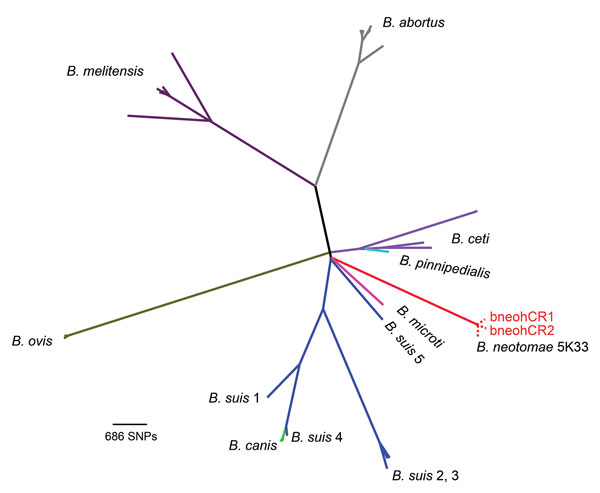 Phylogenetic tree based on 34,307 single-nucleotide polymorphisms (SNPs) found among 51 Brucella genome sequences. The clinical isolates bneohCR1 and bneohCR2 cluster with B. neotomae 5K33 and differ by 164 SNPs. A different color is used to represent each Brucella species. Dotted red lines denote the 3 B. neotomae isolates, which overlap at the tip of the branch because of the high identity among them. 