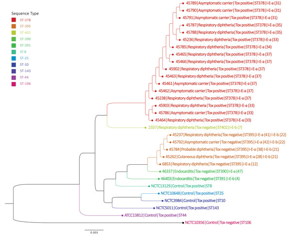 Phylogenetic analysis of Corynebacterium diphtheriae isolates based on sequence type, KwaZulu-Natal Province, South Africa, March–June 2015. Maximum likelihood phylogenetic tree demonstrating core-genome phylogeny among isolates from South Africa (n = 25) relative to selected genomes (publicly available from GenBank) from other countries. Scale bar indicates nucleotide substitutions per site. ST, sequence type.