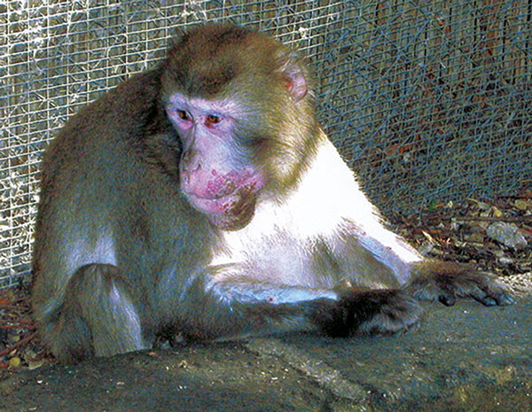 Crater-shaped skin lesions on face of Japanese macaque (Macaca fuscata), Italy, 2003.