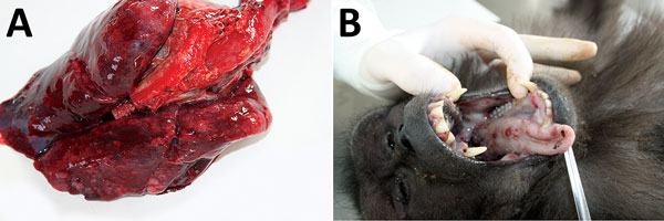Results from necropsy of Tonkean macaque (Macaca tonkeana) from animal sanctuary, Italy, January 2015, showing severe congestion in the lungs (A) and erythematous papules and pustular lesions on the buccal and tongue mucosae (B).