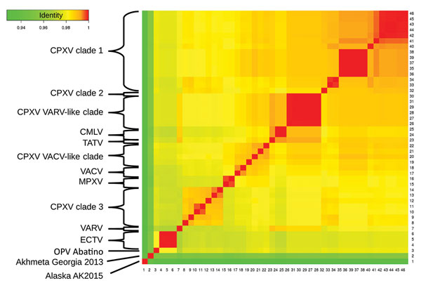 Identity between OPV Abatino, obtained from skin lesion of Tonkean macaque during outbreak at animal sanctuary, Italy, January 2015, and available OPV genomes on the basis of 9 concatenated conserved genes: A7L, A10L, A24R, D1R, D5R, H4L, E6R, E9L, and J6R. Red indicates more similarity, green less similarity. Sequences shown (GenBank accession nos.): 1) OPV Tena Dona AK2015 (KX914668–76); 2) OPV GCP2013 Akhmeta (KM046934–42); 4–6) ECTV-Moscow (AF012825.2), ECTV-Naval (KJ563295.1), ECTV-VR-1431 