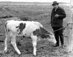 Thumbnail of Researcher Anatoly M. Serdyukov with a calf experimentally infected with Taenia saginata tapeworms, Sovkhoz Rossia, Altai Krai, western Siberia, Russia, 1975. Photograph courtesy of the Institute of Systematics and Ecology of Animals, Siberian Branch of the Russian Academy of Sciences.