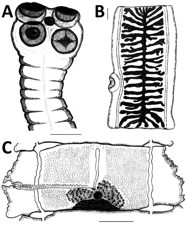 Original drawings of the northern strain of Taenia saginata tapeworms from Gyda, Yamalo-Nenets Autonomous Okrug, northern Siberia, Russia, by Serdyukov (23). A) Scolex showing the lack of a rostellar hook crown in the middle of the scolex, which is a synapomorphy in T. saginata and T. asiatica tapeworms. B) Gravid proglottid showing the number of uterine branches, which is a commonly used character in species identification. C) Mature proglottid. Scale bars indicate 1 mm. Image courtesy of the I