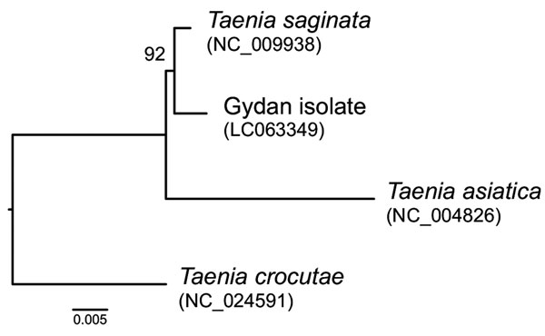 Maximum-likelihood tree of Taenia saginata tapeworm strains and T. asiatica tapeworms inferred from short fragments (426 nt) of the cytochrome c oxidase subunit 1 gene. The northern strain of T. saginata tapeworm is represented by the Gydan isolate from northern Siberia, Russia. T. crocutae tapeworm was used as an outgroup. Number along branch indicates a bootstrap percentage. GenBank accession numbers of original sequences are shown in parentheses. Scale bar indicates nucleotide substitutions p