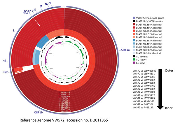 Genomic comparison of 9 porcine hemagglutinating encephalomyelitis virus (PHEV) strains from fairs in Michigan, Indiana, and Ohio, USA, 2015, to 3 non-PHEV coronavirus (CoV) strains from GenBank (bovine CoV Kakegawa, accession no. AB354579; human enteric CoV 4408, accession no. FJ415324;, white-tail deer CoV WD470, accession no. FJ425187) and a reference genome from a PHEV strain from Belgium (VW572, accession no. DQ011855). Analysis was completed by using CGView Comparison Tool software (7). Th
