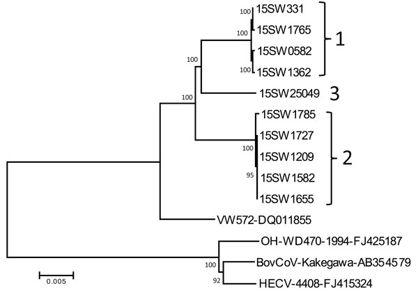 Phylogenetic tree constructed on the basis of the whole-genome sequence of porcine hemagglutinating encephalomyelitis virus (PHEV) strains from fairs in Michigan, Indiana, and Ohio, USA, 2015 (indicated by genotype labels at right), compared with bovine CoV (BovCoV), human enteric CoV (HECV), and white-tail deer CoV and a reference PHEV strain from Belgium (VW572). Reference sequences obtained from GenBank are indicated by strain name and accession number. Numbers along branches indicate bootstr