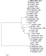 Thumbnail of Phylogenetic tree comparing complete or nearly complete Marburg virus (MARV) genomes sequenced from bat and human sources in Uganda. A consensus whole-genome sequence was assembled by mapping reads to the reference MARV sequence NC_001608 using CLC Genomics Workbench (Waltham, MA, USA). A phylogenetic tree was constructed using MEGA6.06 (http://www.megasoftware.net). Viral sequences acquired from human sources are in standard type, and viral sequences acquired from bats are italiciz