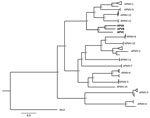 Thumbnail of Bayesian phylogenetic tree based on concatenated nucleoprotein, phosphoprotein, matrix protein, fusion protein, hemagglutinin-neuraminidase protein, and RNA-dependent RNA polymerase protein gene sequences of 80 avulaviruses analyzed in a study of avulaviruses in penguins, Antarctica. Mumps virus was used as outgroup. Bold indicates the 3 novel viruses isolates in this study. The best-fit model of nucleotide substitution was generalized time reversible plus gamma plus invariant sites