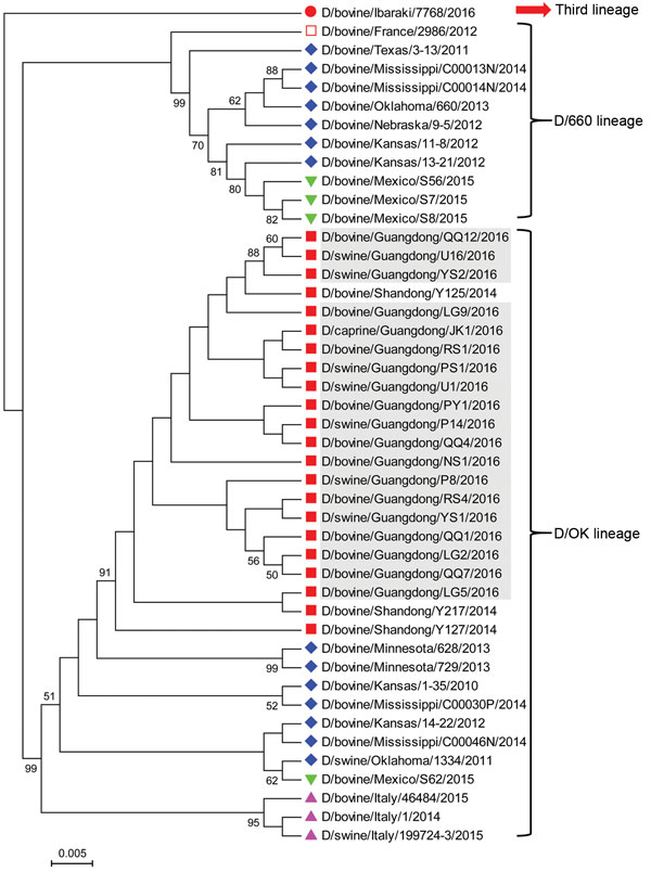 Phylogenetic analysis of viruses from study of influenza D viruses in cattle, goats, buffalo, and pigs in Guangdong Province and neighboring provinces, China, compared with reference viruses. Partial hemagglutinin-esterase-fusion gene sequences (496 bp) were aligned by using ClustalW implemented in DNAStar software (DNAStar, Madison, WI, USA), and the phylogenetic tree was obtained using neighbor-joining method within MEGA 5.1 software (http://www.megasoftware.net). Numbers at nodes are percenta
