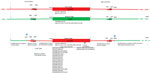 Thumbnail of Diagrammatic representation of cps loci and adjacent regions from donor, recipient and progeny strains depicting serotype switch event for pneumococcal isolates, United States, 2015–2016. Red and green lines in progeny indicate regions of sequence identity or near identity (&lt;2 single-nucleotide polymorphisms/10,000 bp) to the above corresponding donor and recipient sequences, respectively. Rectangles indicate relative locations of PBP gene types for pbp2x and pbp1a. Below each cp