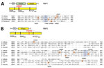 Thumbnail of Amino acid substitutions in 2 PBPs predicted to be associated with imipenem-resistance in Clostridium difficile, Portugal. The domains and conserved motifs SXXK, SXN, and KTG[T/S] are shown for the following proteins: PBP1 (A), homologue of CDM68_RS04280 of RT017 strain M68 (GenBank accession no. NC_017175) or CD630_07810 in the laboratory strain 630; and PBP3 (B), homologue of CDM68_RS04280 or CD630_11480. The mutations found in these resistant isolates are marked by red lines. The