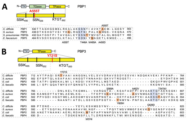 Amino acid substitutions in 2 PBPs predicted to be associated with imipenem-resistance in Clostridium difficile, Portugal. The domains and conserved motifs SXXK, SXN, and KTG[T/S] are shown for the following proteins: PBP1 (A), homologue of CDM68_RS04280 of RT017 strain M68 (GenBank accession no. NC_017175) or CD630_07810 in the laboratory strain 630; and PBP3 (B), homologue of CDM68_RS04280 or CD630_11480. The mutations found in these resistant isolates are marked by red lines. The alignments b