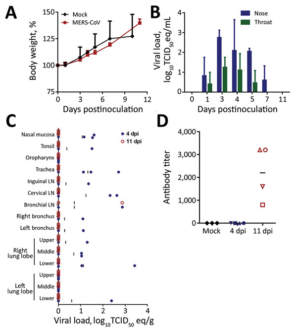 Propagation of Middle East respiratory syndrome coronavirus (MERS-CoV) in domestic pigs. We inoculated pigs intranasally and intratracheally with 106 tissue culture infectious dose 50 (TCID50) of MERS-CoV isolate hCoV-EMC/2012 or, for controls (mock-inoculated), with Dulbecco’s modified Eagle medium. A) Mean bodyweight gain comparison between mock-inoculated and MERS-CoV–inoculated animals over time. Error bars indicate SDs. B) Mean viral loads shed from the nose and throat determined at the tim