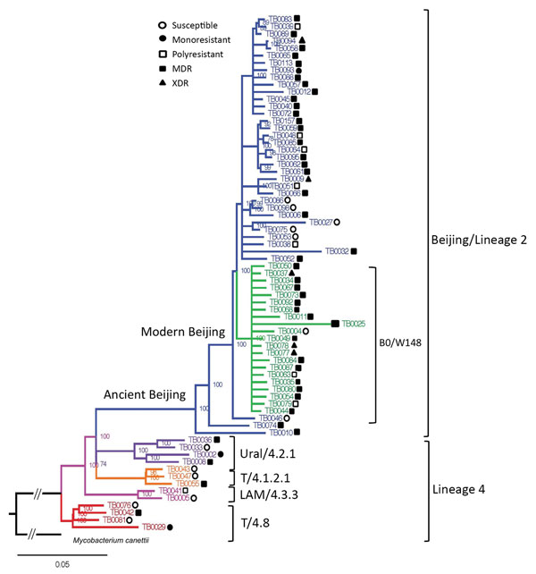 Phylogenetic analysis of Mycobacterium tuberculosis isolates obtained from patients with tuberculous spondylitis, Russian Federation, 2007–2014. Symbols indicate drug resistance: susceptible to all tested drugs; monoresistant to 1 drug; polyresistant, resistant to multiple drugs other than isoniazid or rifampin; MDR, resistant to isoniazid or rifampin; XDR, resistant to isoniazid or rifampin plus any fluoroquinolone and &gt;1 of 3 injectable second-line drugs. Number of isolates and parsimony in