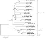Thumbnail of Phylogenetic analysis of RVA strain fox-288356. Analysis was performed on the basis of the concatenated nucleotide sequences of genomic segments. Fox- 288356 is correlated with RVA PO-13 (from pigeon) and clustered with the avian RVA. Reference sequences are identified by strain name and GenBank accession number. Scale bar indicates nucleotide substitutions per site. RVA, group A rotavirus; RVB, group B rotavirus.