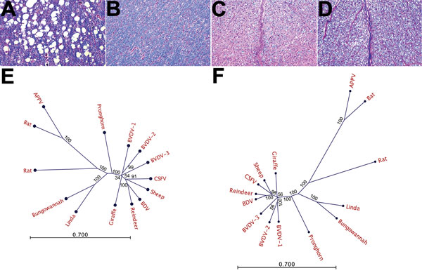 Histologic and phylogenetic examination in investigation of piglets with congenital tremor (CT) on a farm in southeastern Austria, 2015. A) Cerebellar white matter of CT-affected piglet showing multiple sharply bordered vacuoles but normal myelination (stained in blue; luxol fast blue/hematoxylin-eosin staining; original magnification ×10). B) Control piglet with normal cerebellar white matter (original magnification ×10). C) Spinal cord white matter in CT-affected piglet shows a severely reduce
